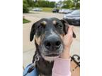 Adopt Poet a Mixed Breed