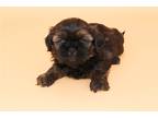 Shih Tzu Puppy for sale in Springfield, MO, USA