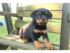 Rottweiler Puppy for sale in Fort Wayne, IN, USA