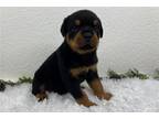Rottweiler Puppy for sale in South Bend, IN, USA
