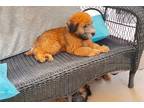 Soft Coated Wheaten Terrier Puppy for sale in Atlanta, GA, USA