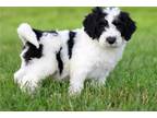 Mutt Puppy for sale in Lancaster, PA, USA