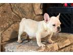 French Bulldog Puppy for sale in Orlando, FL, USA