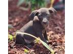 Adopt Ibby a Labrador Retriever, Mixed Breed