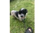 Adopt SadieMae a Terrier