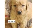 Golden Retriever Puppy for sale in Cassville, PA, USA
