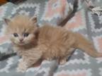 Brewster The Munchkin Kitten