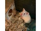 Adopt Cloud, Lotion, & Cue Ball a Hamster