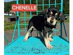 Adopt CHENELLE -TROLLS a Hound