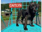 Adopt CAITLYN -TROLLS a Hound