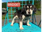 Adopt BRIDGET -TROLLS a Hound