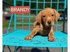 Adopt BRANDY -TROLLS a Hound