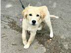 Adopt STELLA a Great Pyrenees