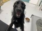 Adopt Raven a Mixed Breed