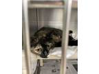 Adopt Peanut Butter Jelly a Domestic Short Hair