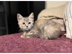 Adopt Shelly a Domestic Short Hair