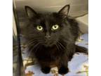 Adopt Orchid a Domestic Long Hair