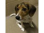 Adopt Trinket a Beagle, Parson Russell Terrier