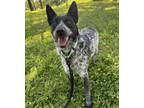 Adopt Roo a Cattle Dog, Mixed Breed