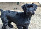 Adopt May a Giant Schnauzer