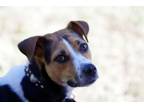 Adopt Lucky Dog a Mixed Breed