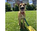 Adopt Rue Moore a Mixed Breed