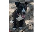 Adopt Aria a Husky, American Staffordshire Terrier