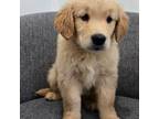 Golden Retriever Puppy for sale in Fredericksburg, OH, USA