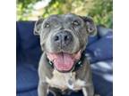 Adopt Guinevere a American Staffordshire Terrier