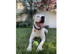 Adopt Freya a Boxer, Pit Bull Terrier
