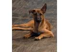 Adopt Miss Ava a Dutch Shepherd, German Shepherd Dog