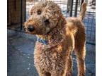 Adopt Isabelle a Poodle