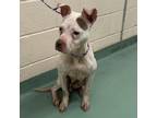 Adopt Maple a Mixed Breed
