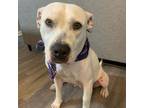 Adopt Marble a Mixed Breed