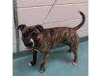 Adopt Queen a Mixed Breed
