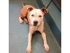 Adopt SILLY MILLY a Mixed Breed