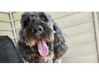 Adopt Ember Gray a Goldendoodle