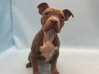 Adopt JT a Pit Bull Terrier, Mixed Breed