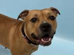 Adopt Champagne a Pit Bull Terrier, Mixed Breed