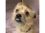 Adopt Sky**FOSTER OR FOSTER TO ADOPT NEEDED** a Terrier