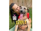 Adopt Xinna Orem Amazing Family Girl a Mixed Breed, Labrador Retriever