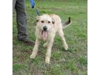 Adopt Duck a Standard Poodle, Labrador Retriever