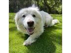 Adopt Mouse a Great Pyrenees