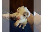 Chiweenie PUPPY FOR SALE ADN-791292 - Chiweenie puppy born 05 03