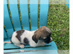 Schweenie PUPPY FOR SALE ADN-791348 - Sweet small breed puppy