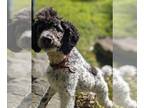 Poodle (Standard) PUPPY FOR SALE ADN-791478 - Rehoming my sweet boy
