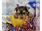Yorkshire Terrier PUPPY FOR SALE ADN-791586 - AKC Tcup Tina