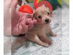Wapoo PUPPY FOR SALE ADN-791588 - Beth Apricot ChiPoo Girl