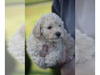 Poodle (Miniature) PUPPY FOR SALE ADN-791589 - Oliver Miniature Poodle