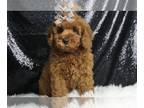 Poodle (Toy) PUPPY FOR SALE ADN-791595 - Sunshine AKC Poodle